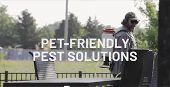 Video for Trade Shows & TV Displays